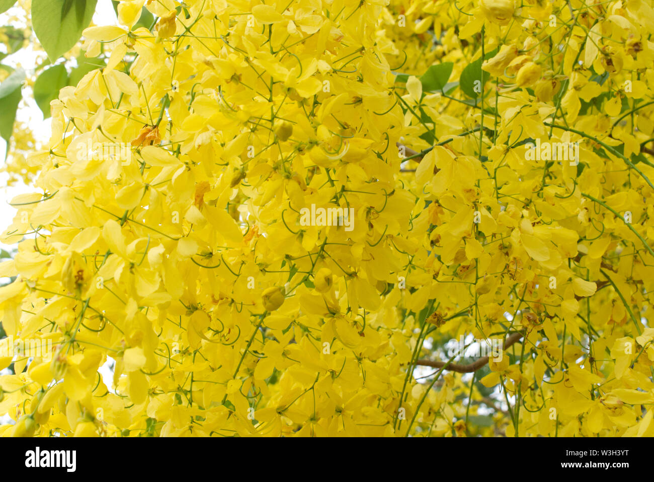 Close up of Golden Chain tree, Golden Shower blooming. Yellow flower background pattern. Stock Photo