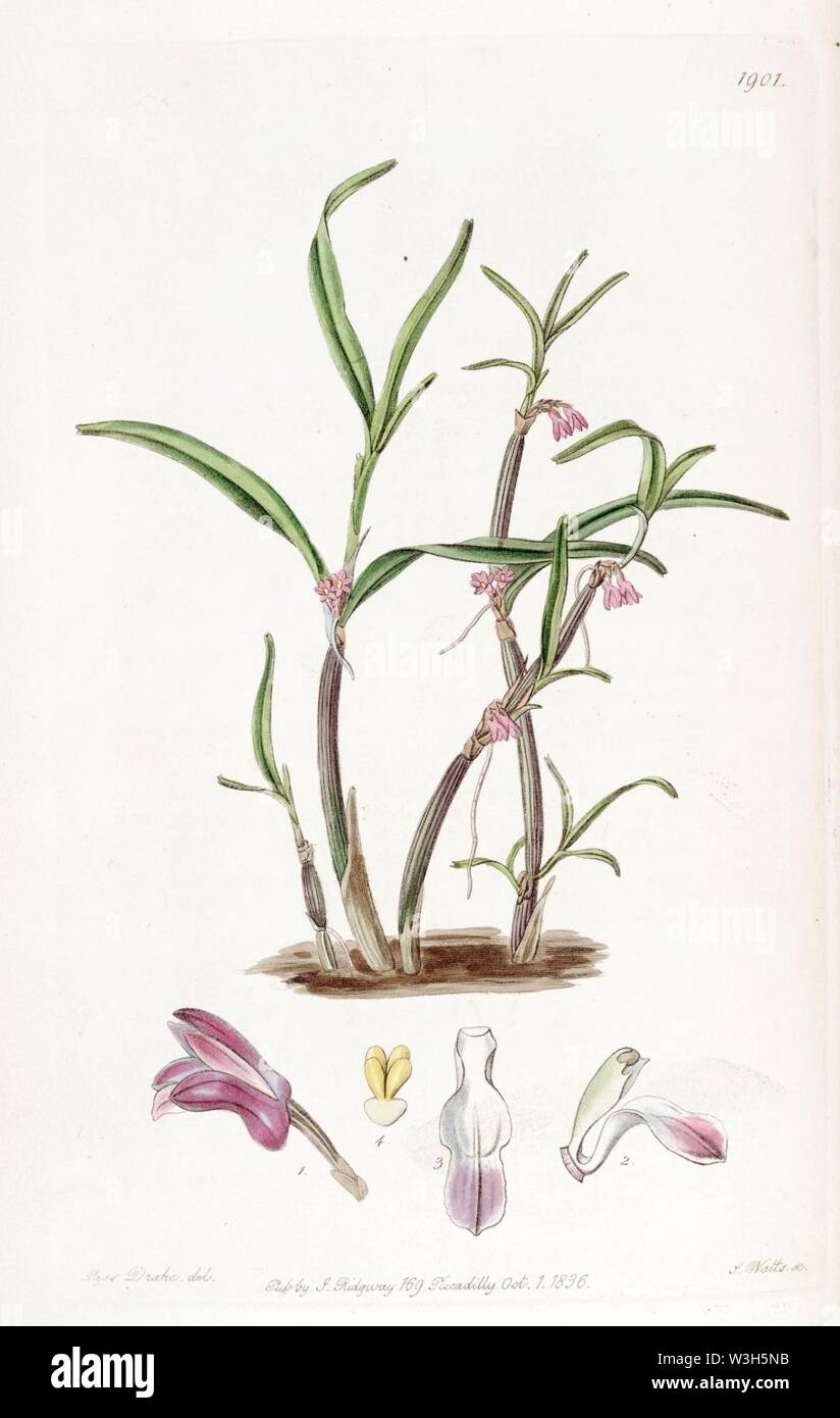 Cladobium graminifolium (as Scaphyglottis violacea) - Edwards vol 22 pl 1901 (1836). Stock Photo
