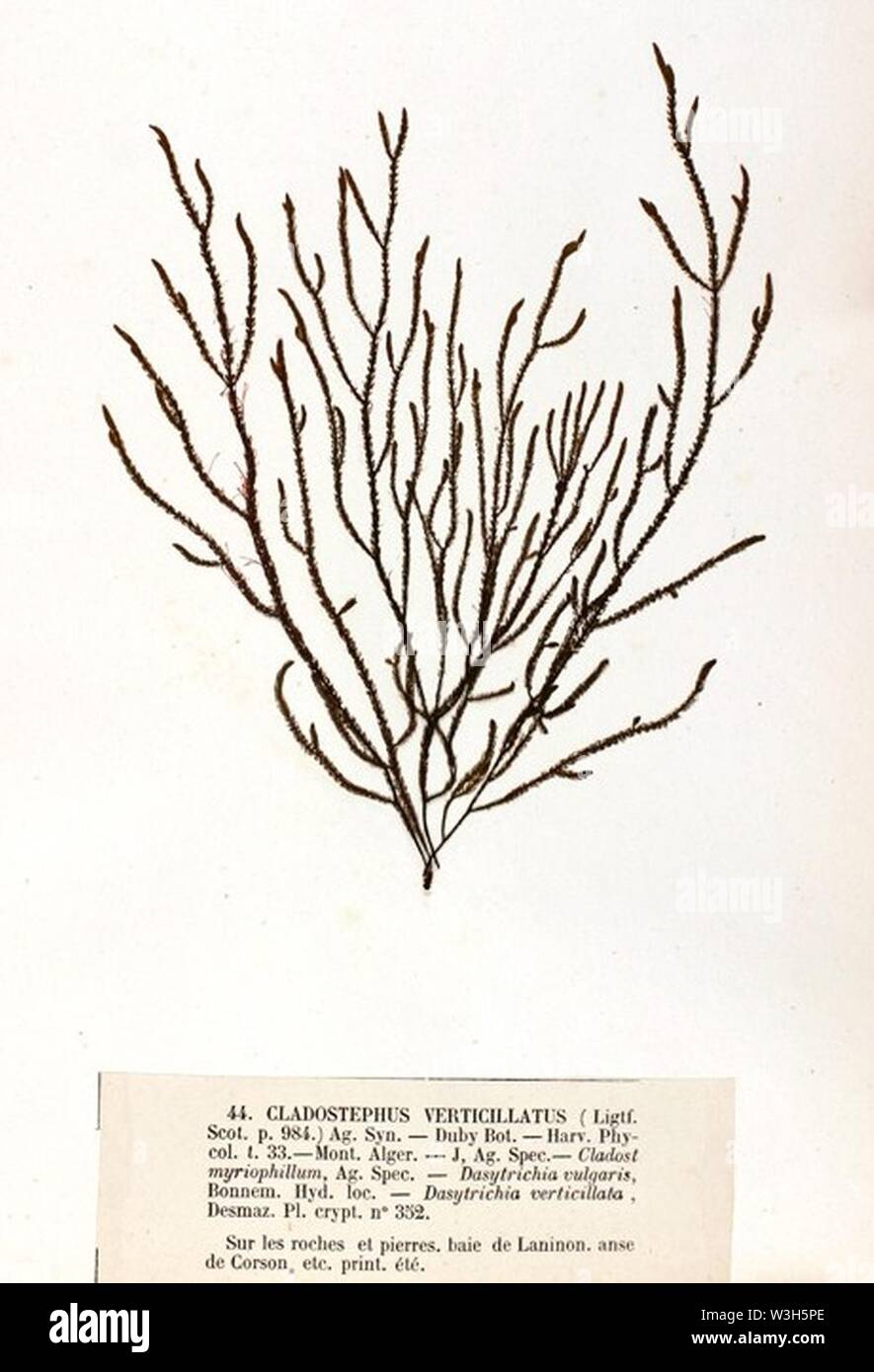 Cladostephus verticillatus Crouan (2). Stock Photo