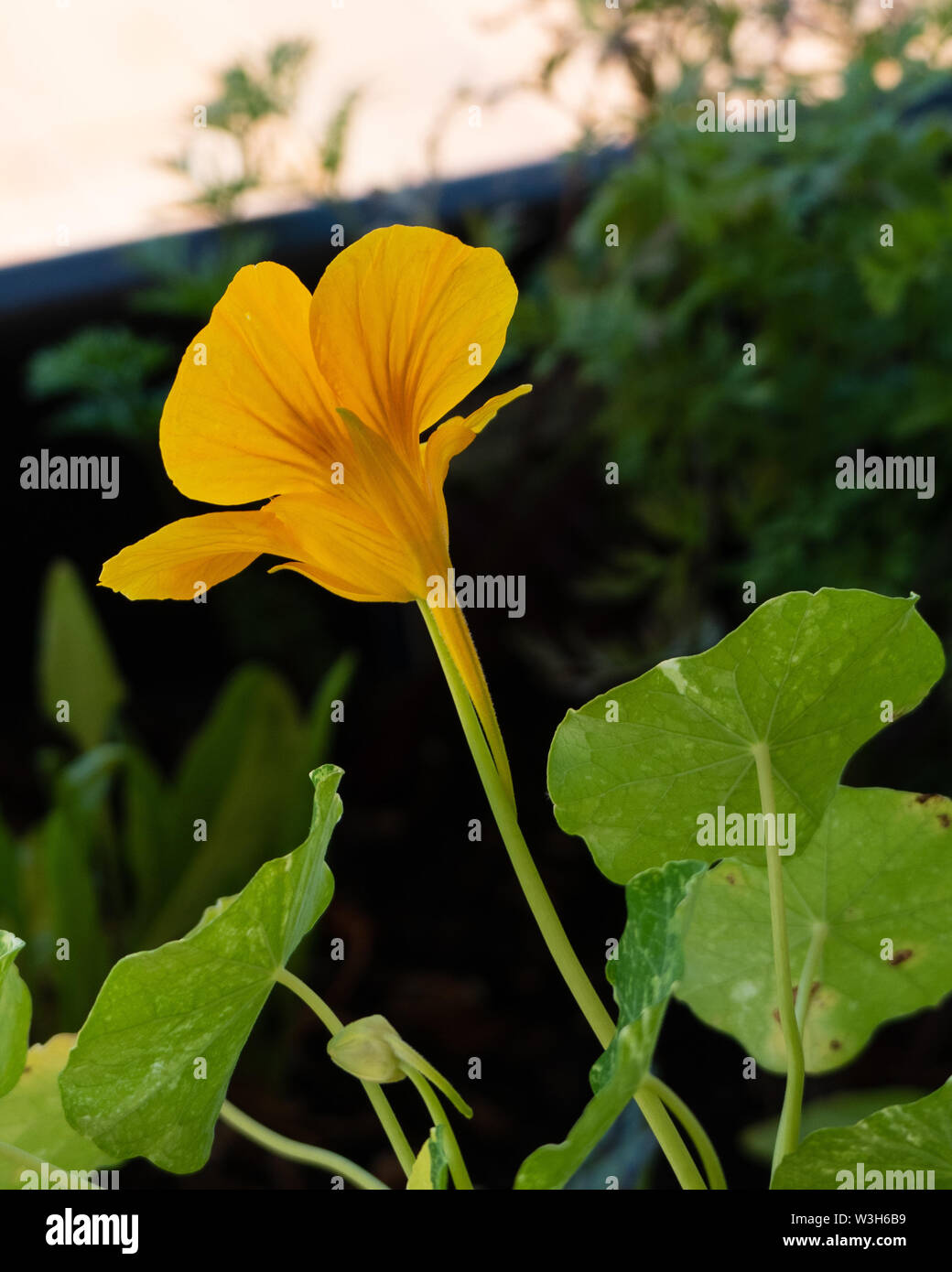 Round leaf with red veins hires stock photography and images Alamy