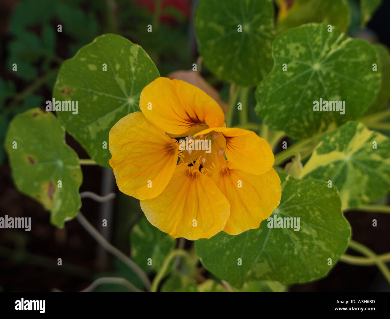 Round leaf with red veins hires stock photography and images Alamy