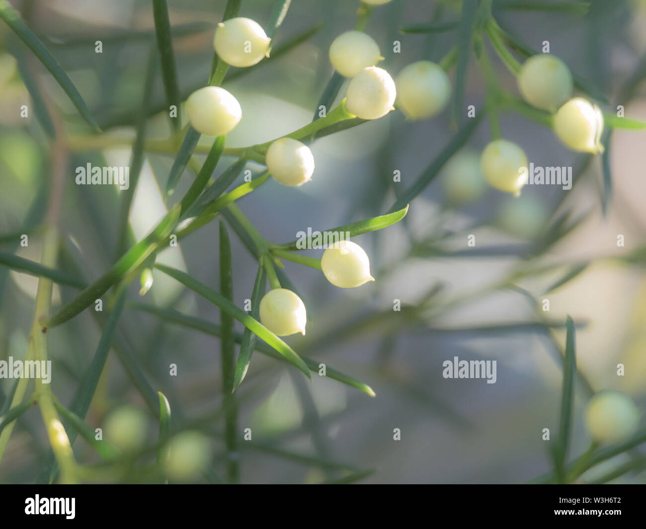 Geraldton wax flower plant ready to bloom Stock Photo Alamy