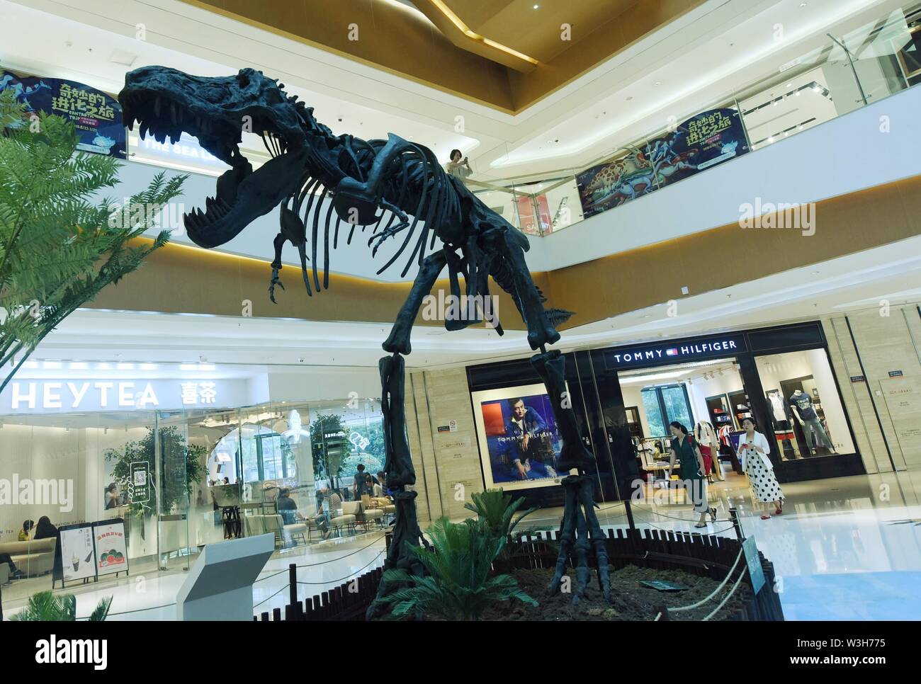 Rex China Hangzhoutyrannosaurus hi-res stock photography and images - Alamy