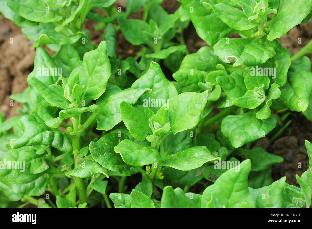 Tetragonia tetragonioides, New Zealand spinach growing in garden . Stock Photo