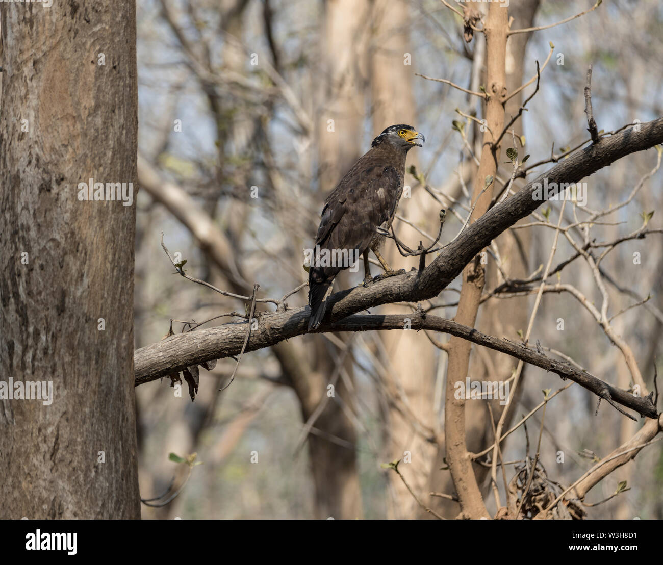 Crested serpent eagle corbett national hi-res stock photography and ...