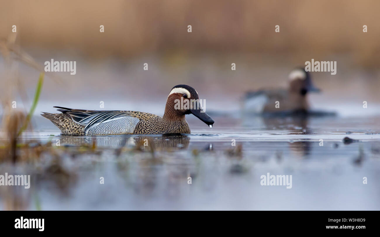 Male Garganey smimming through some water pond or swamp with a water drop on his beak Stock Photo