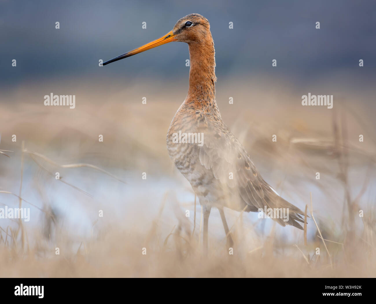 Black-tailed godwit posing in grass with standing out head in spring Stock Photo