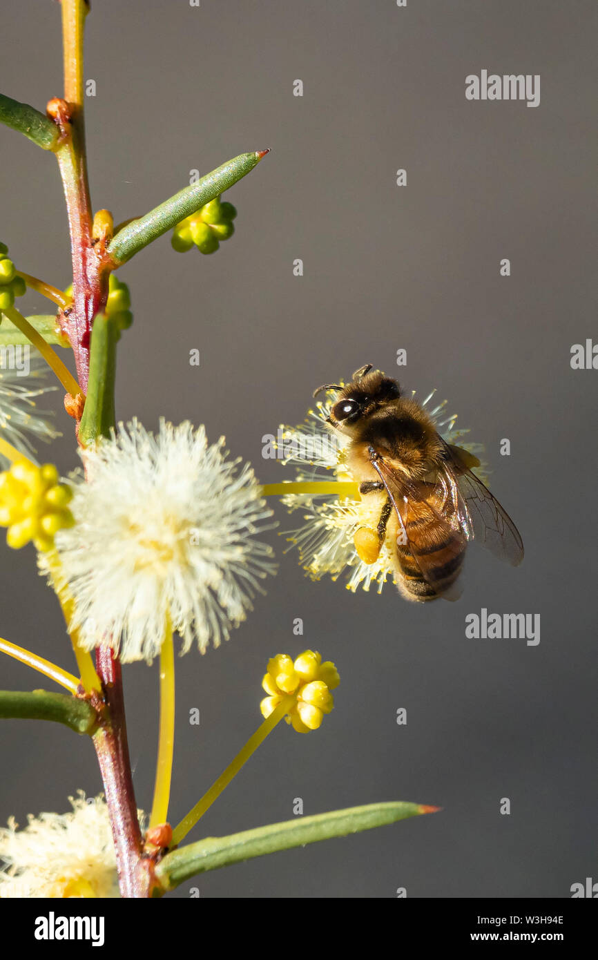 Honeybee on Spreading Wattle Flower Stock Photo