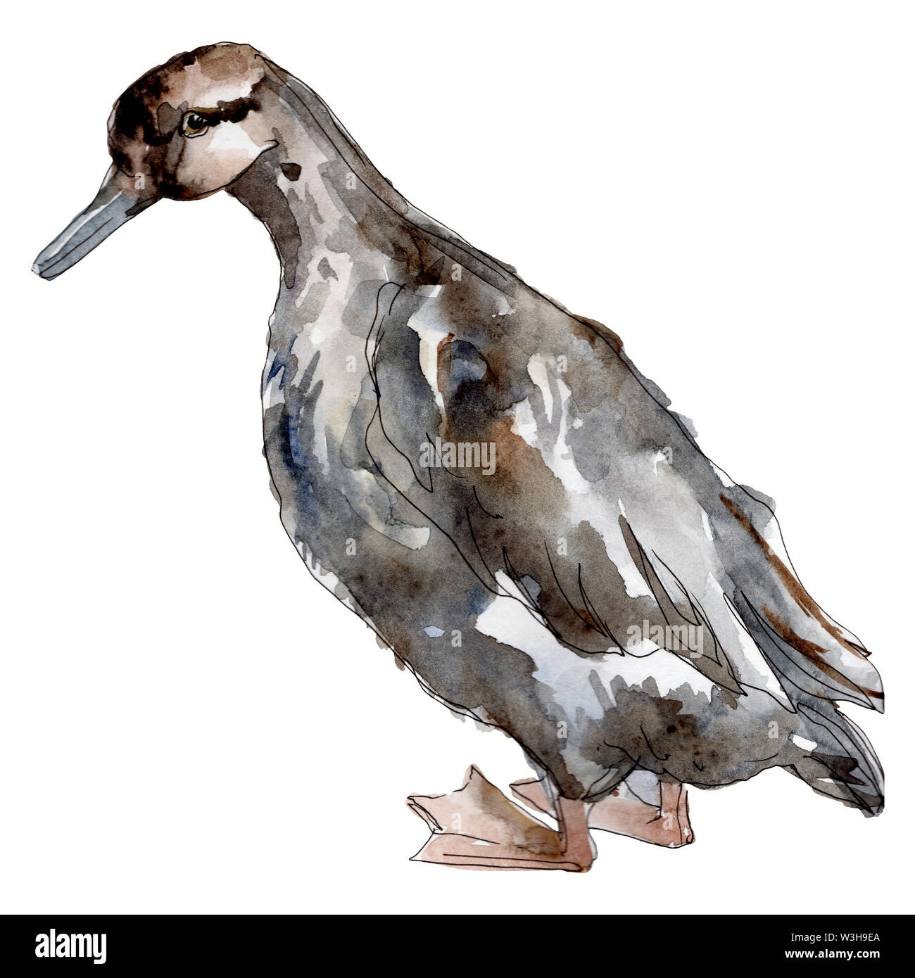 Goose farm animal isolated. Watercolor background illustration set. Isolated duck illustration element. Stock Photo