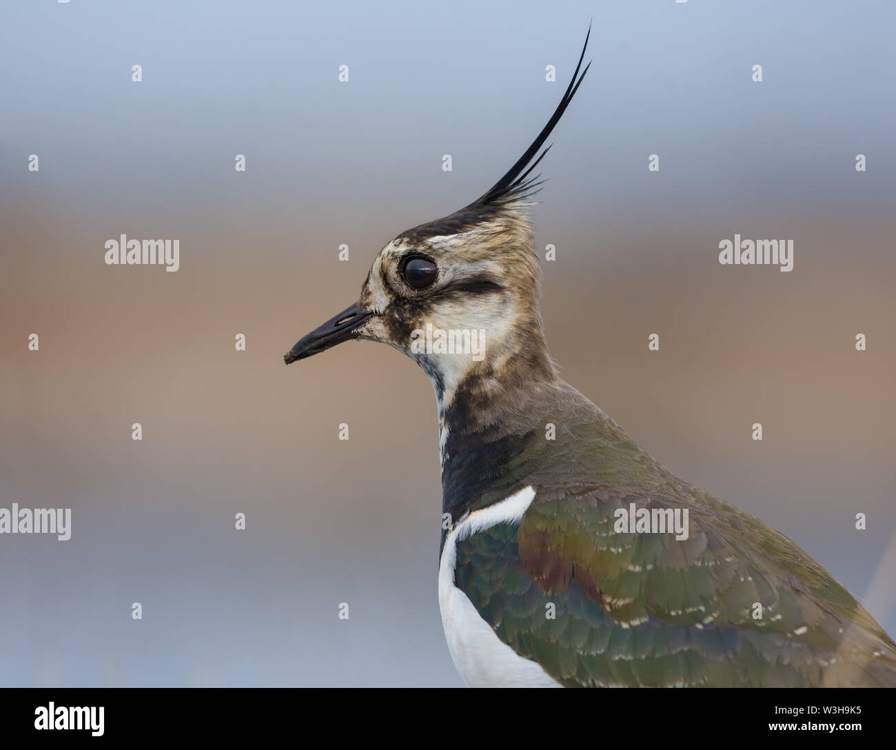 Male Northern lapwing close portrait with detailed feathers of long crest and a black crown Stock Photo