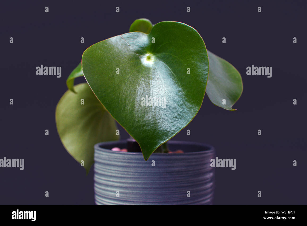 Exotic 'Peperomia Polybotrya' Radiator Plant in pot on dark background Stock Photo