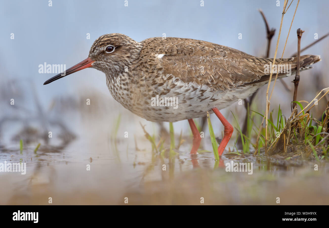 Common Redshank very close tight shot in spring waters in pond with grass Stock Photo