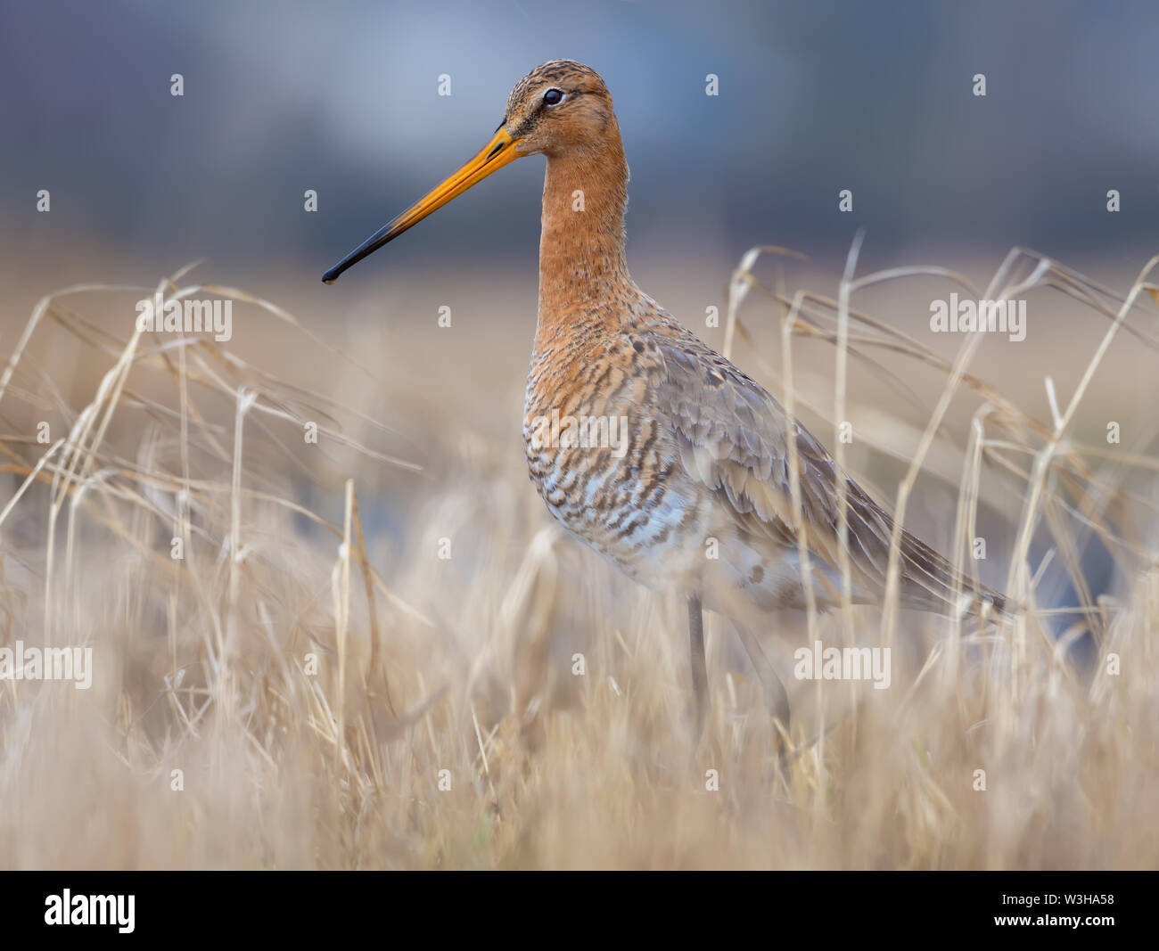Black-tailed godwit posing in dry yellow grass in early spring field near a pond Stock Photo
