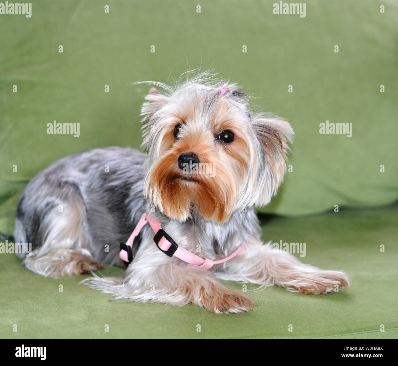 Puppy of the Yorkshire Terrier, the dog is lying on a green sofa, a large puppy portrait, vertical format, a puppy of 8 months. Pink harness, wool ban Stock Photo