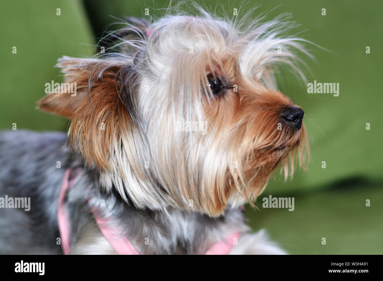 Puppy of the Yorkshire Terrier, the dog is lying on a green sofa, a large puppy portrait, vertical format, a puppy of 8 months. Pink harness, wool ban Stock Photo
