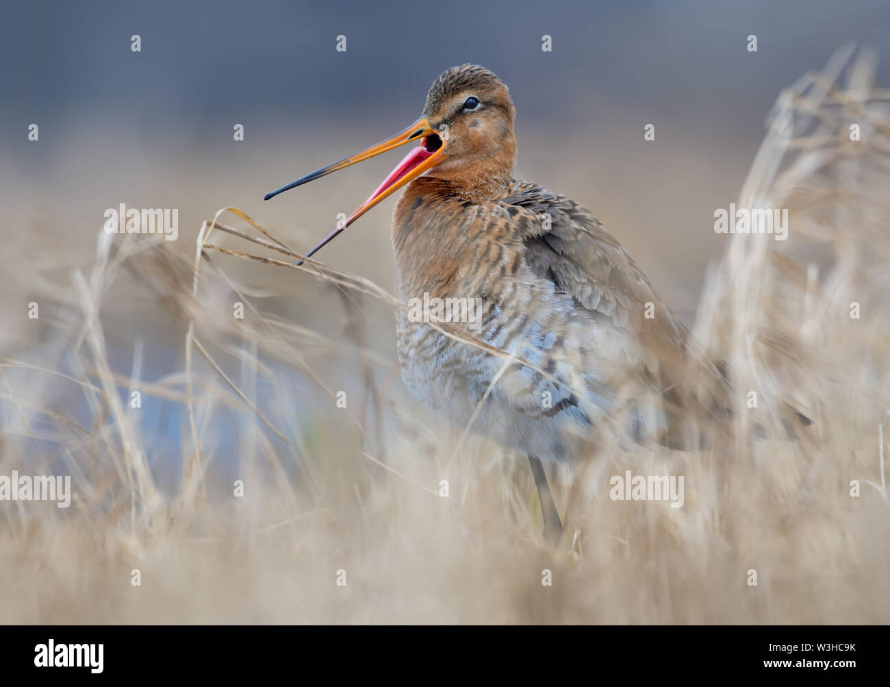 Black-tailed godwit calls or sings his song with very wide open beak and pulled out pink tongue Stock Photo