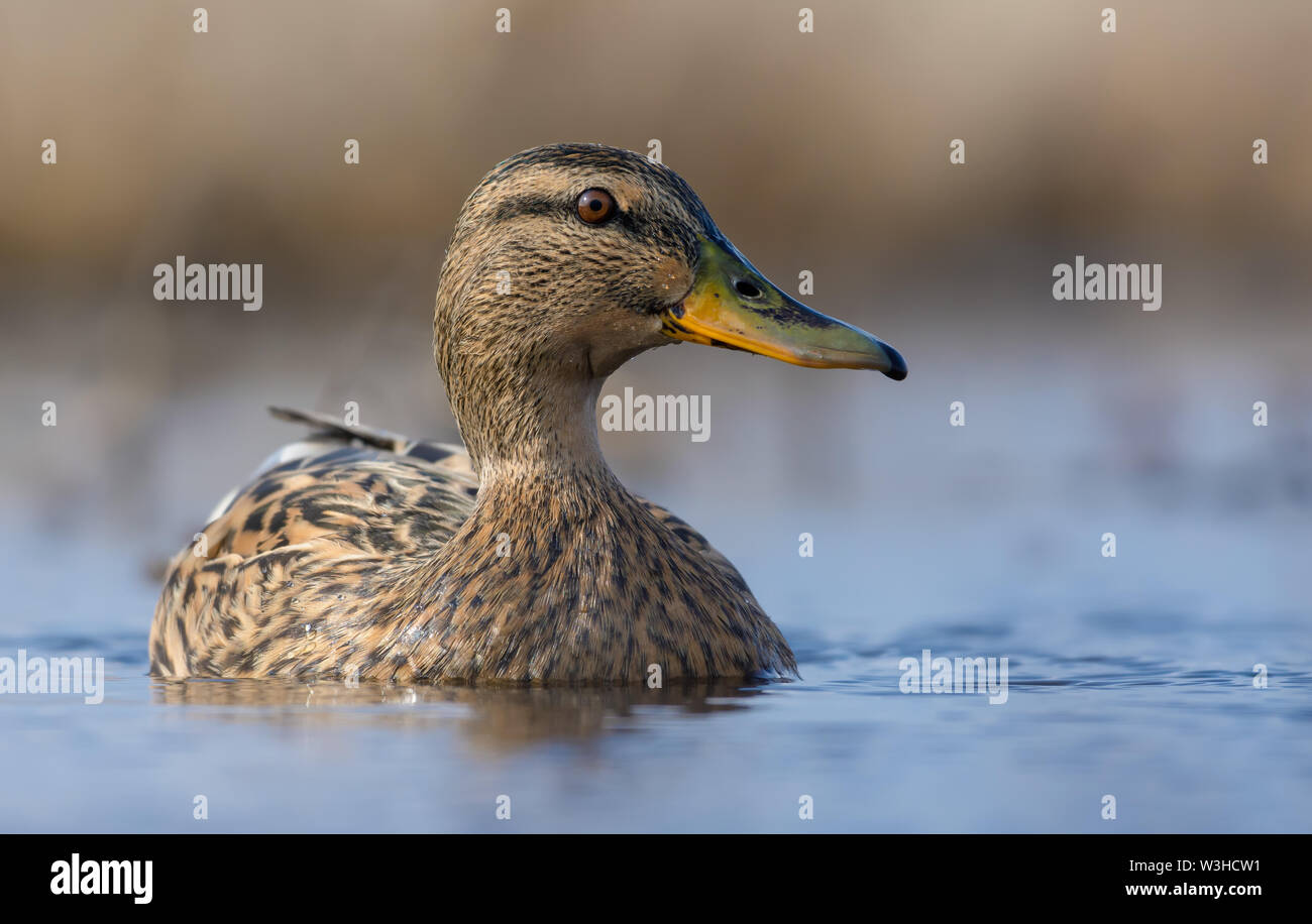 Very close photo image portrait of female mallard as she swims on bright colored water surface of small pond in early spring Stock Photo