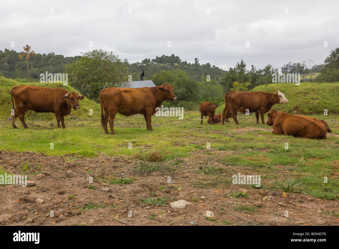 brown cows or cattle trespassing in Grootvadersbosch nature reserve in the mountains of the Cape