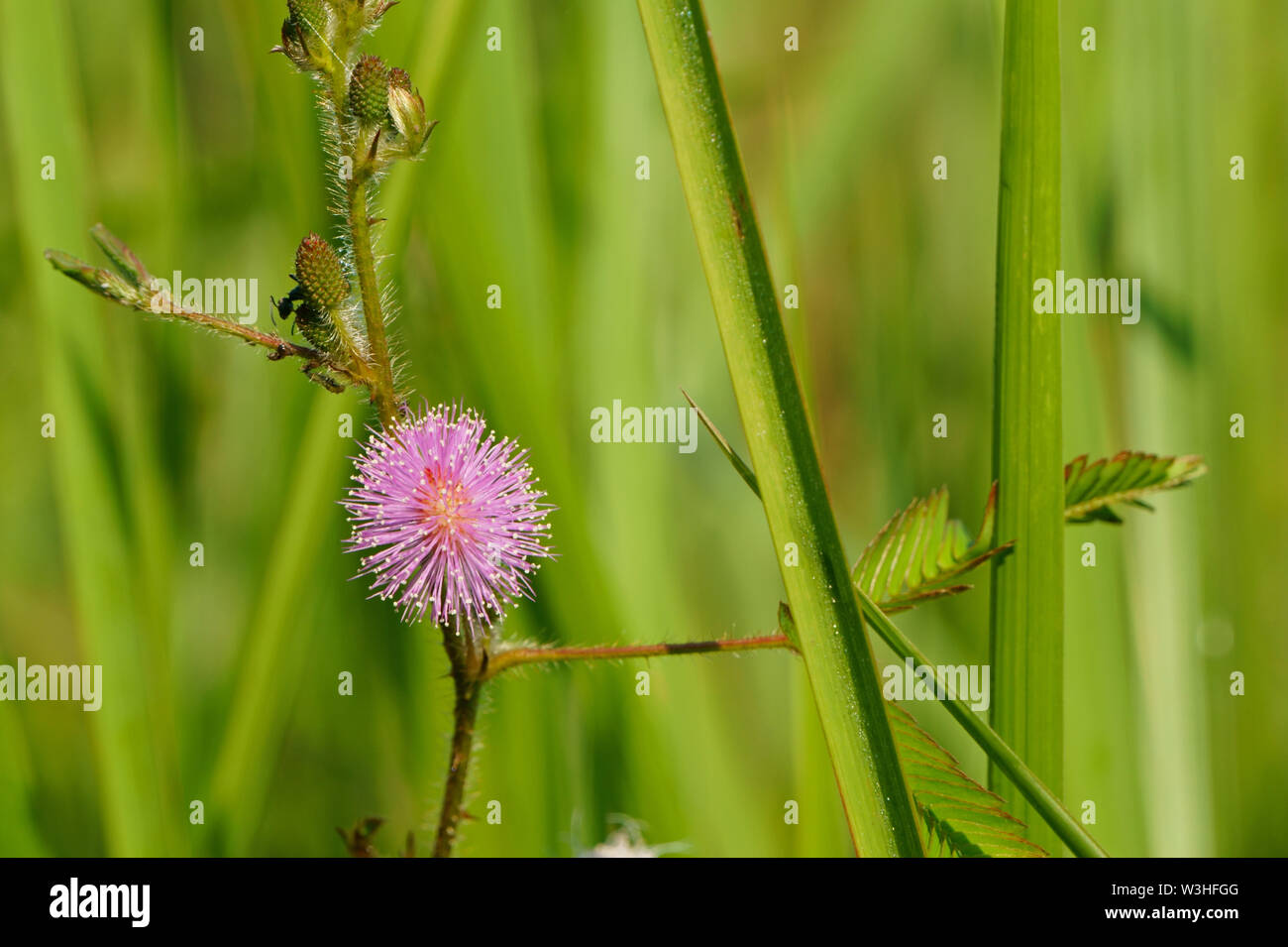 Pink mimosa pudica flower blooming in the field. Sensitive plant Stock