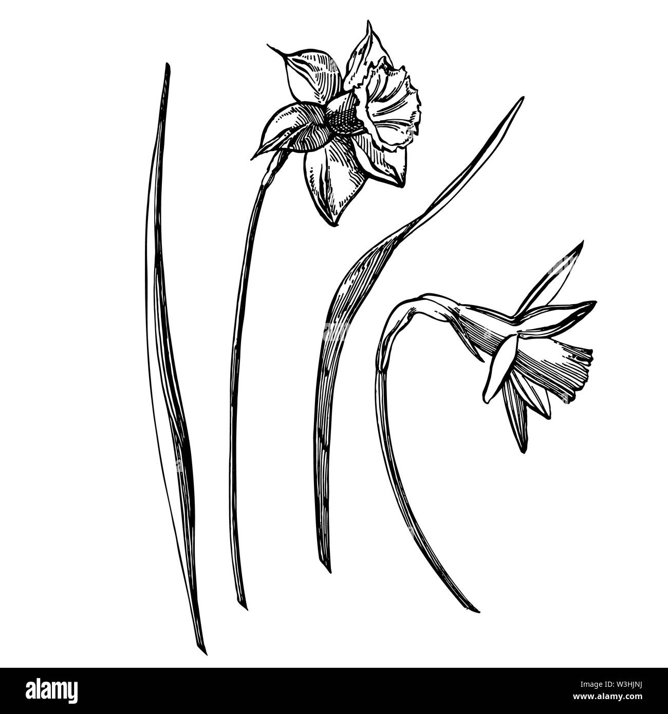 Botanical illustration daffodil Black and White Stock Photos & Images