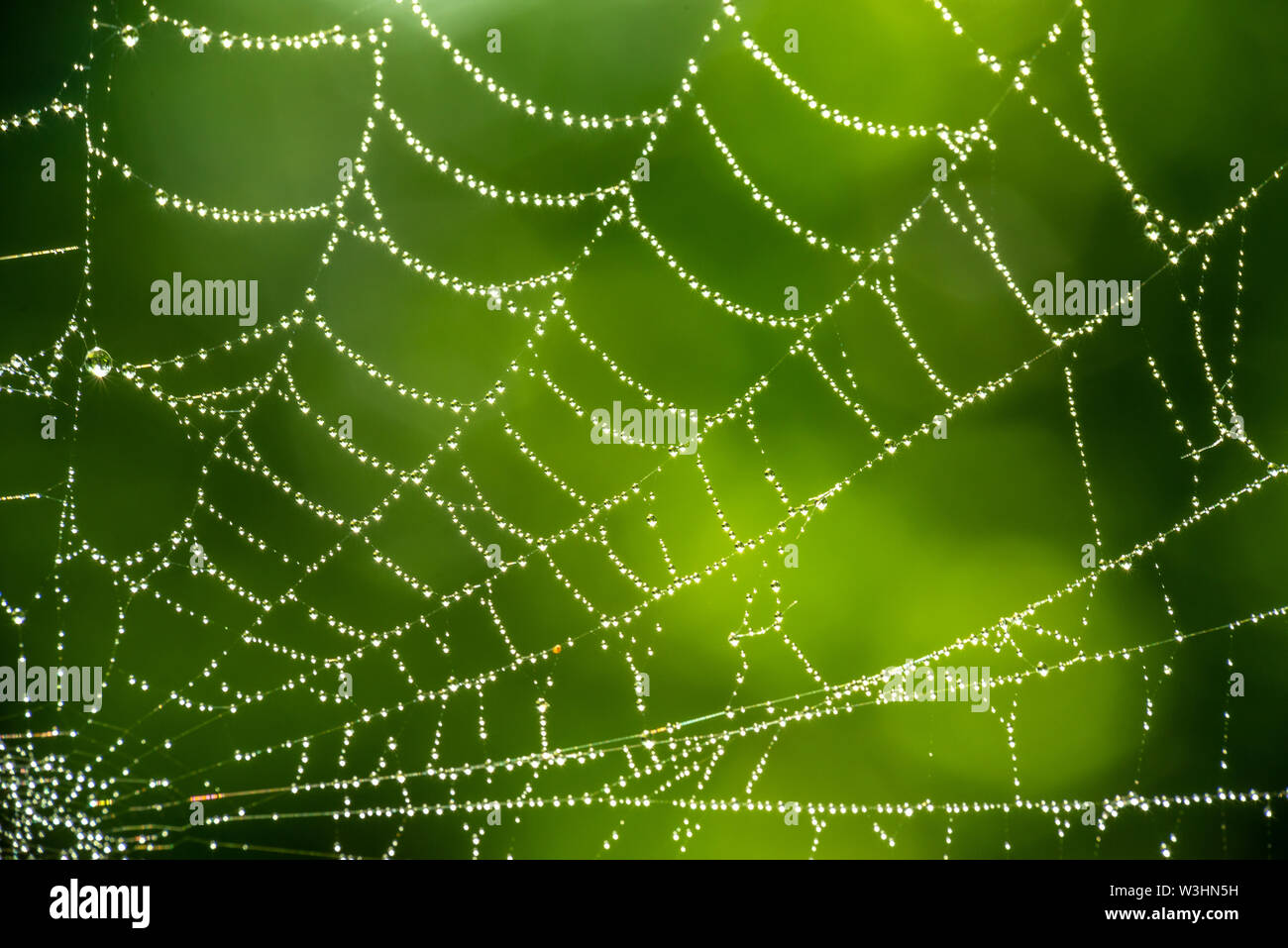 Spider web close up with dew drops on green background Stock Photo