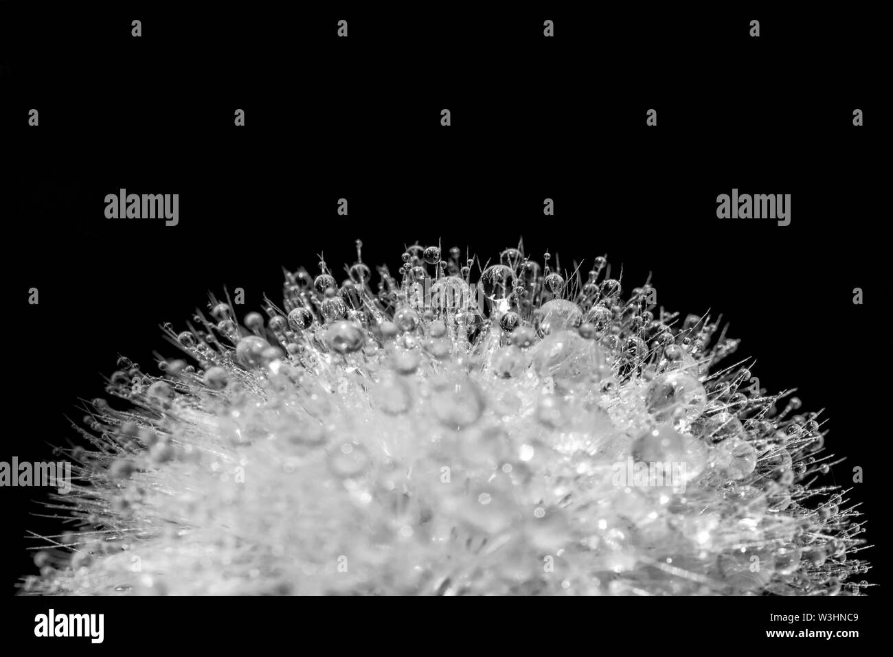 Close up of dew drops on a dandelion, black and white Stock Photo