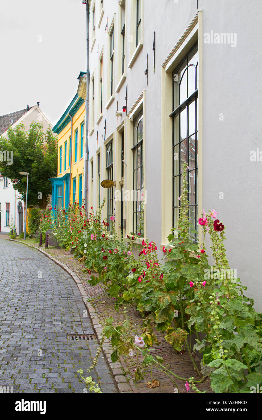 Idyllic street with old houses and colorful Hollyhocks in the charming Dutch city of Zutphen Stock Photo