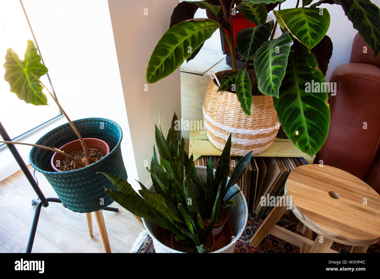 modern green house plants top view in the livingroom retro design Stock ...