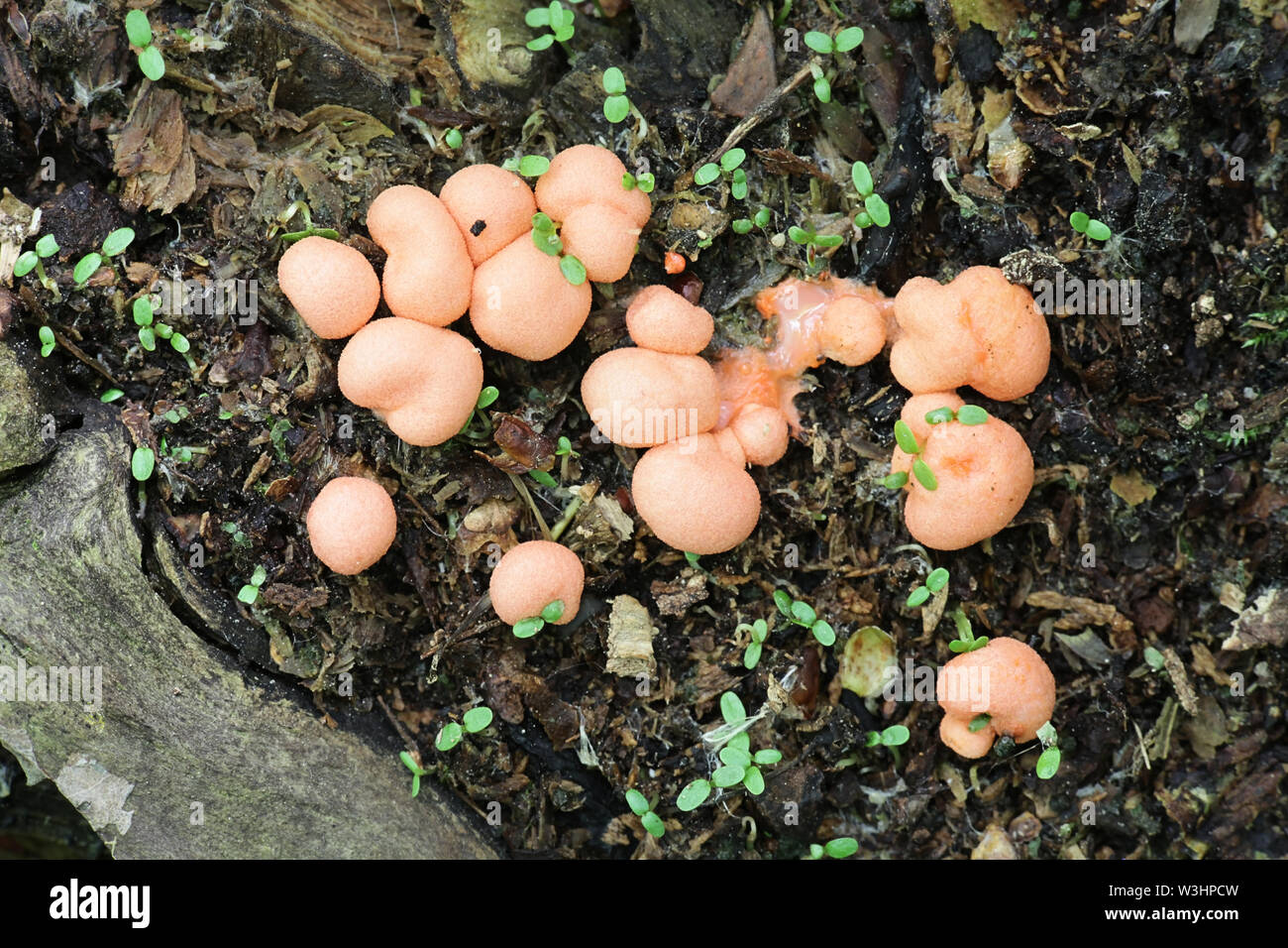 Lycogala epidendrum, commonly known as wolf's milk, groening's slime mold, aethalia or fruiting bodies on decaying wood Stock Photo