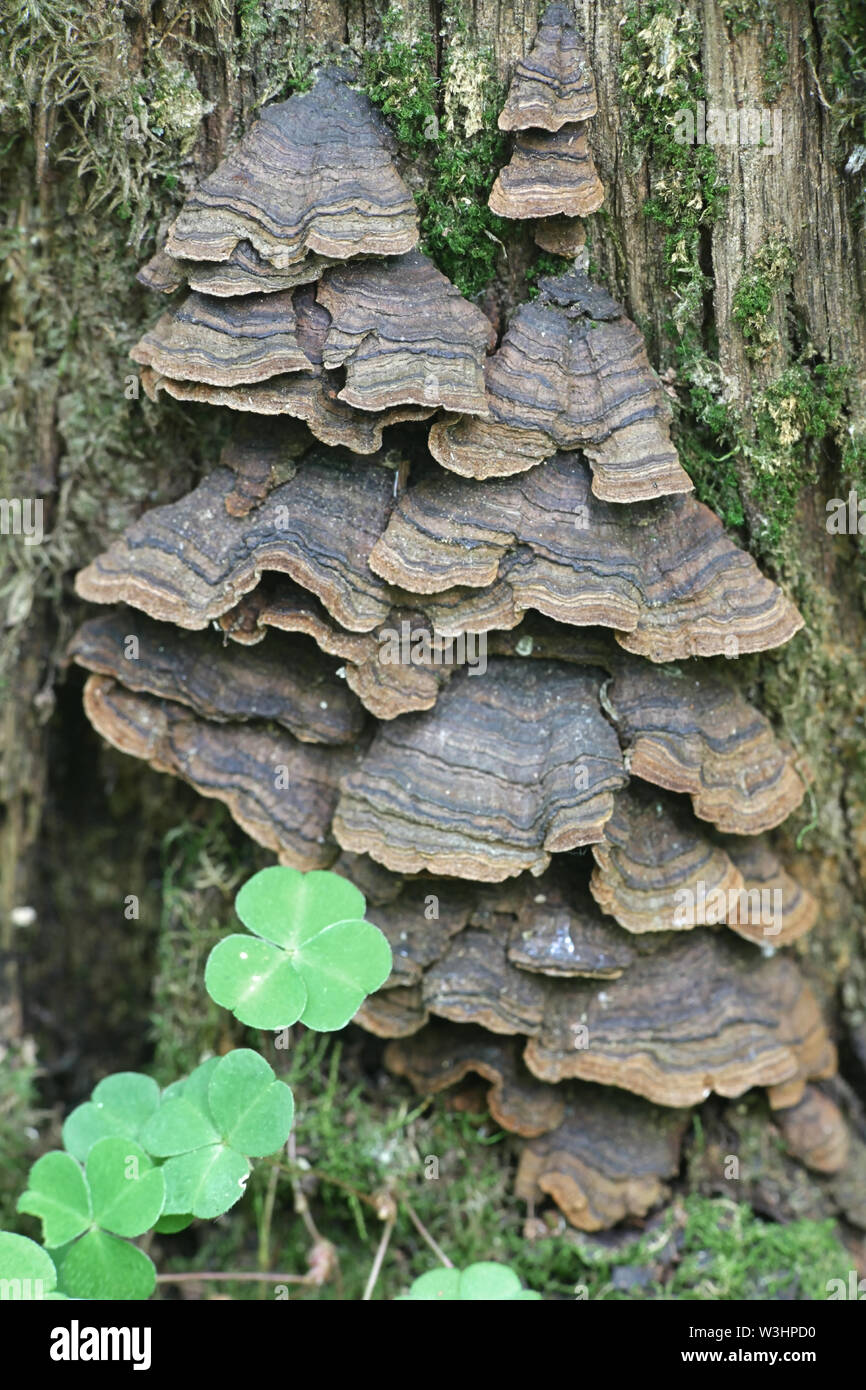 Hymenochaete rubiginosa, the Oak Curtain Crust fungus Stock Photo