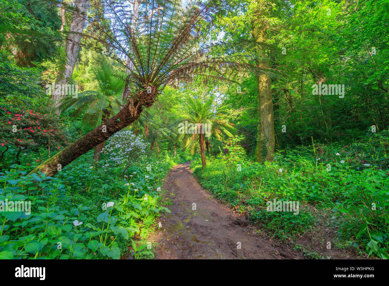 National forest of Bussaco Stock Photo