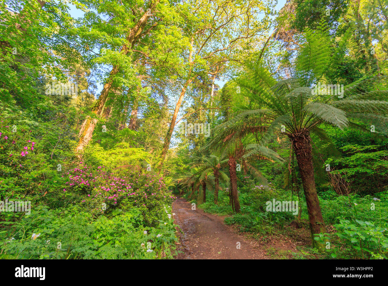 National forest of Bussaco Stock Photo