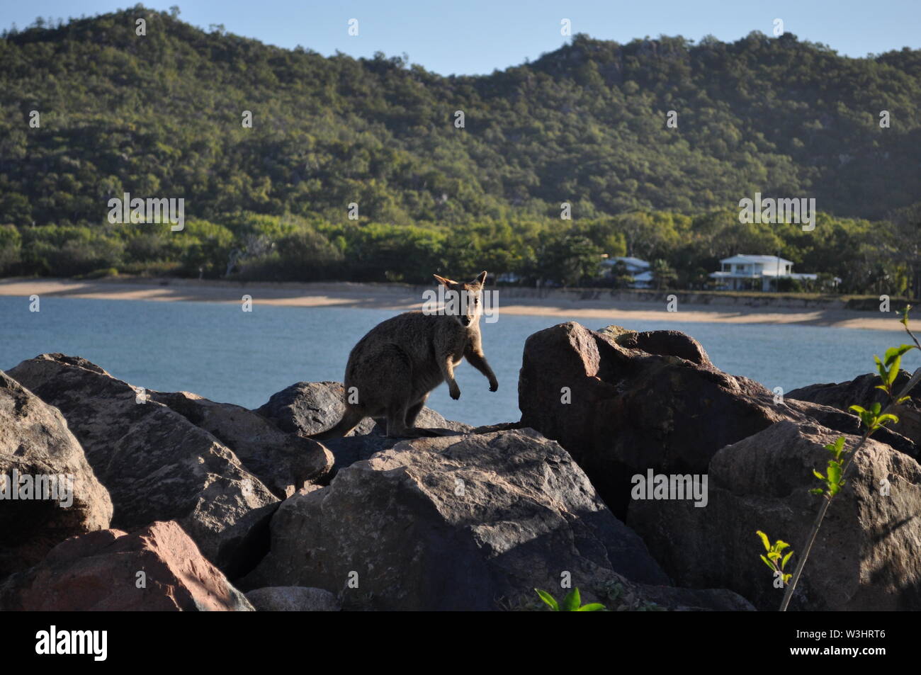 Allied rock wallaby, Petrogale Assimilis on the rocks at Nelly Bay, Magnetic Island, Australia Stock Photo