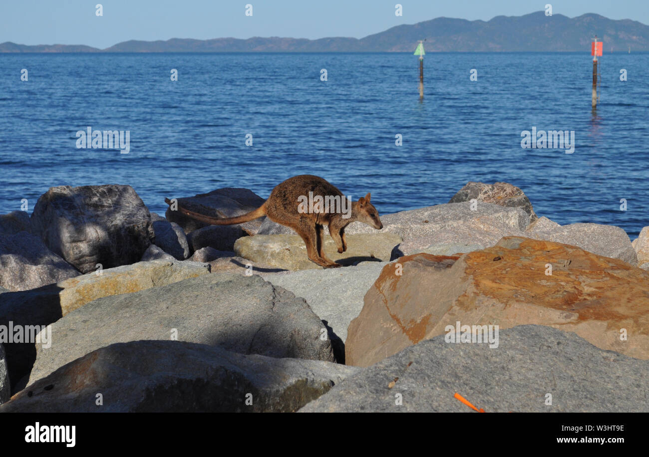 Nelly bay harbour hires stock photography and images Alamy