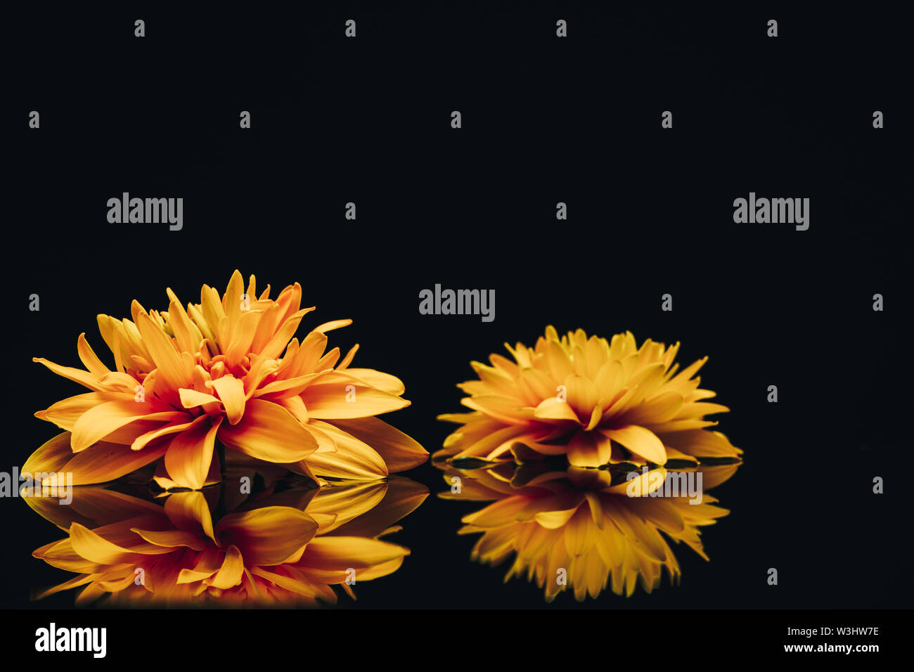 Beautiful Two Yellow Flower On A Black Glass Table Background