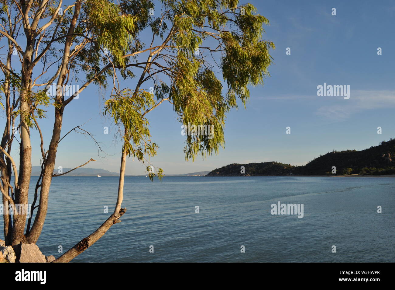 View from Nelly Bay on Magnetic Island with a eucalyptus tree in  foreground, towards Townsville and Cape Cleveland on mainland Queensland,  Australia Stock Photo - Alamy