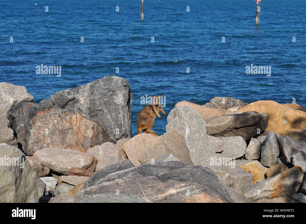Allied rock wallaby, Petrogale Assimilis on the rocks at Nelly Bay, Magnetic Island, Australia Stock Photo