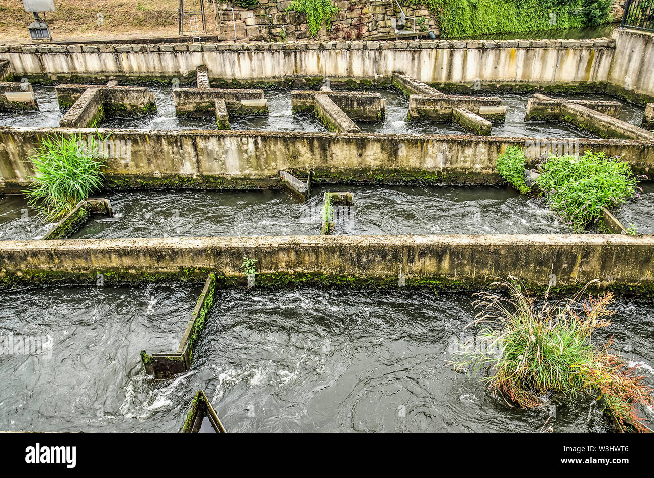 Concrete fish ladder in the river Roer in Roermond, The Netherlands, partly covered with moss, grasses and small shrubs Stock Photo