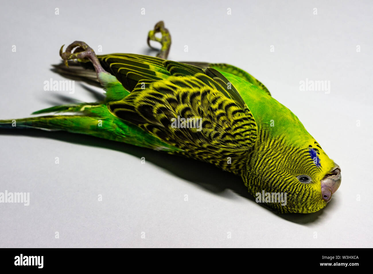 dying-parakeet-stock-photo-alamy