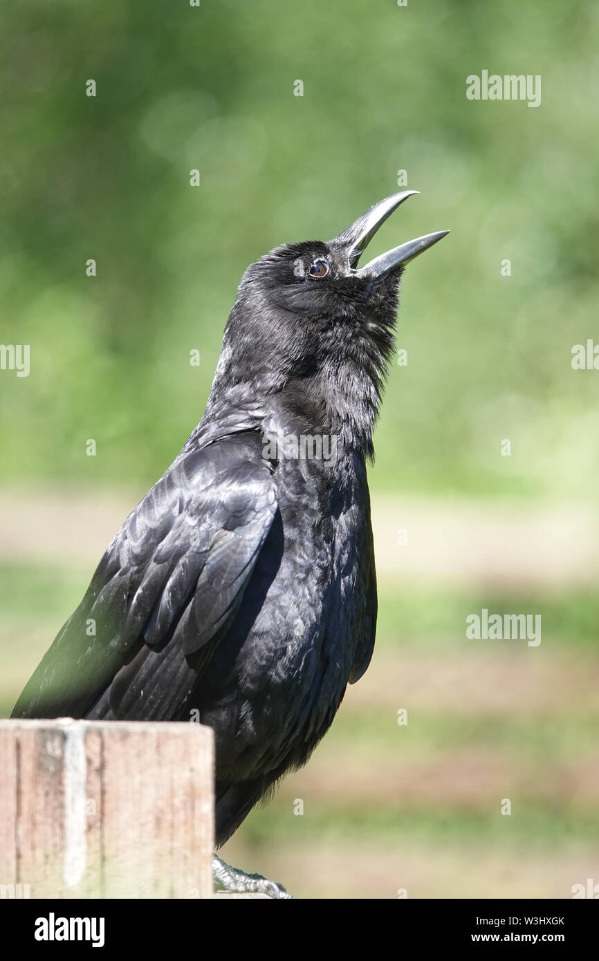 Crow sunbathing Stock Photo