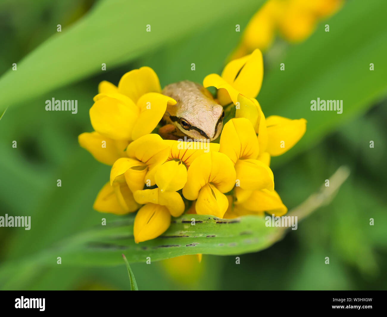 Tiny Pacific tree frog (Pseudacris regilla) sitting in a flower Stock Photo