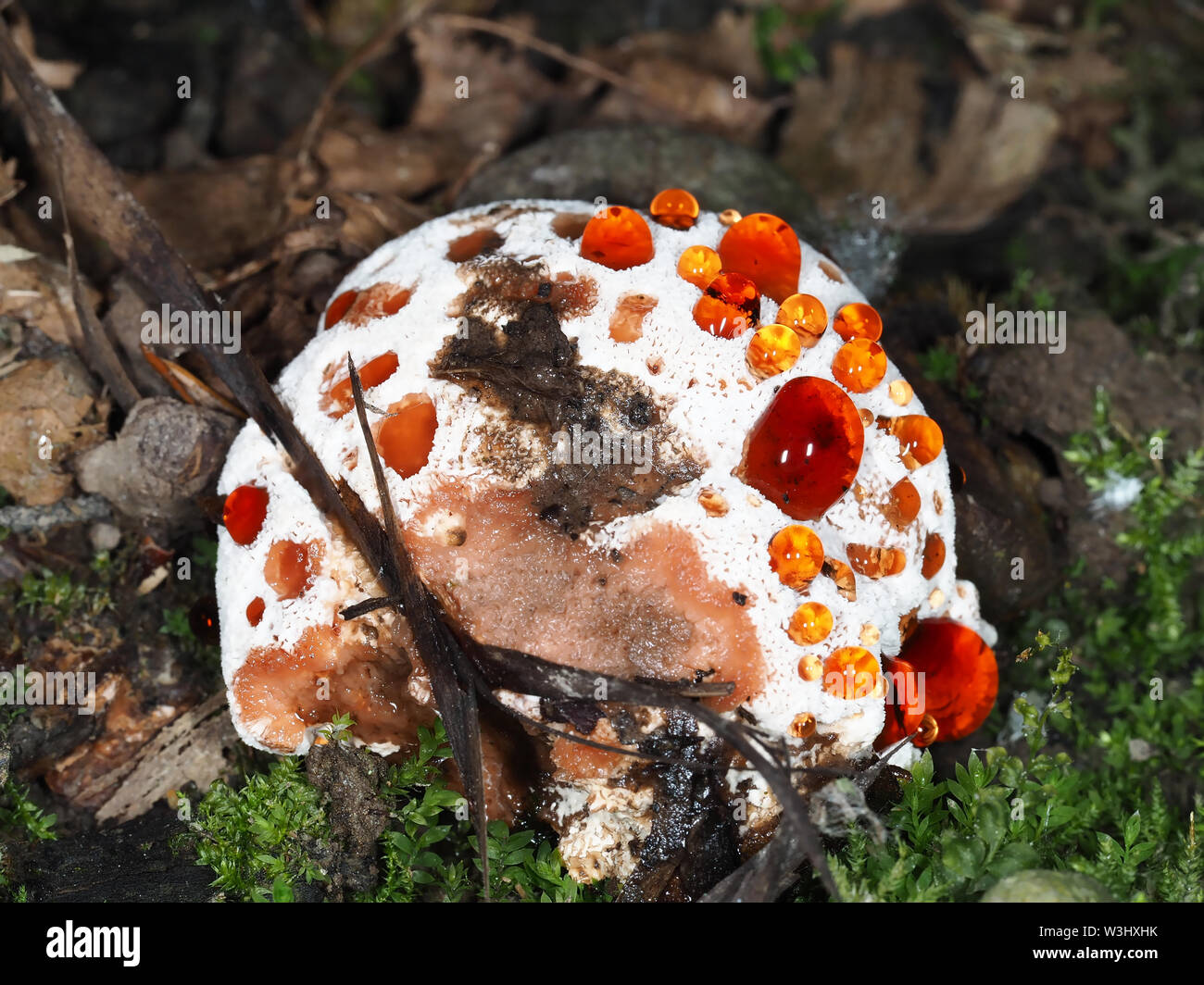 Hydnellum peckii (or very closely related mushroom) in a forest in Washington state, USA Stock Photo