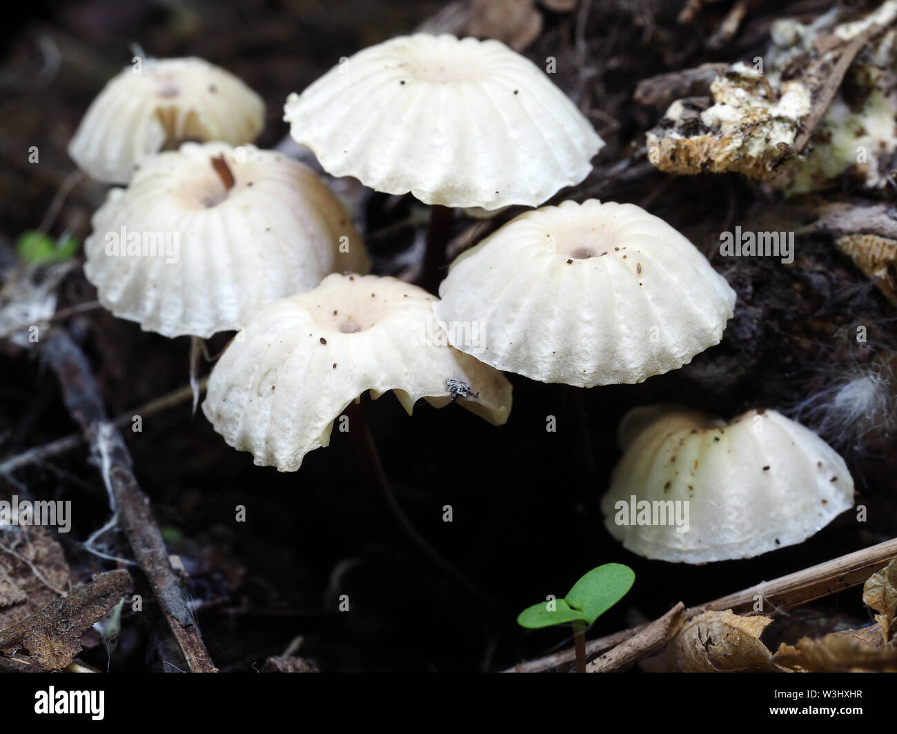 Omphalinoid mushrooms Stock Photo