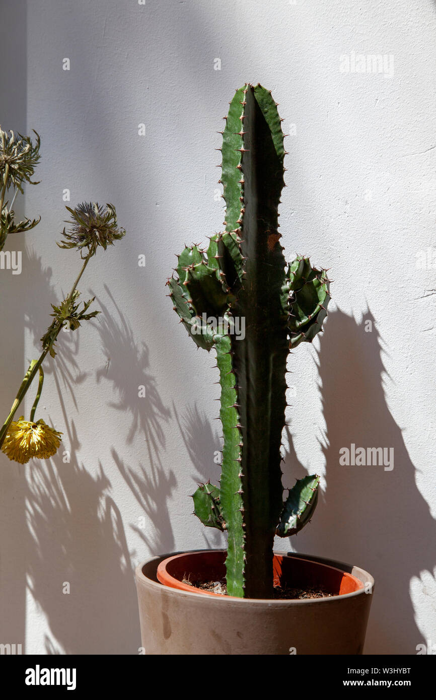 Cactus Plant in Window, Neukolln Berlin Stock Photo - Alamy