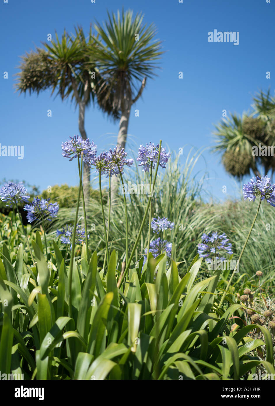 Agapanthus in the rock gardens at Sandbanks with palm trees Stock Photo