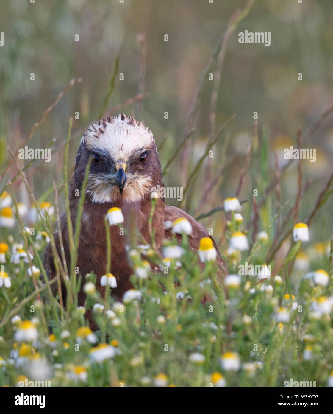 Western marsh-harrier (Circus aeruginosus), female sitting in a flower meadow, Castilla-La Mancha, Spain Stock Photo