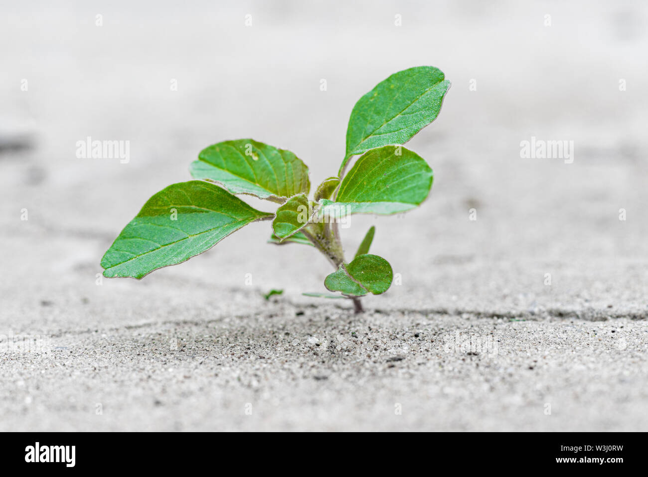 a small but powerful spout plant makes his way and breaks the cement