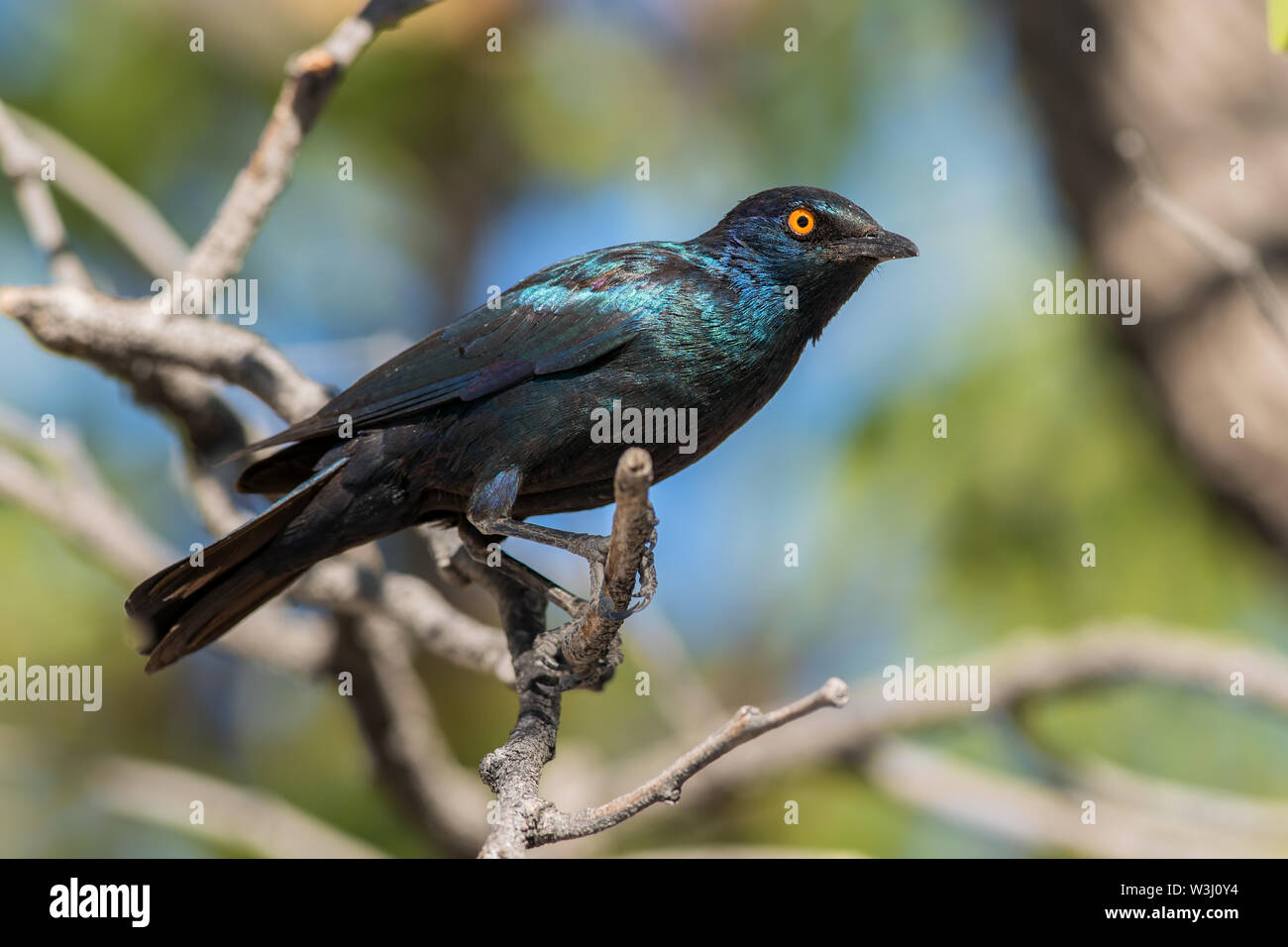 Red-shouldered Glossy-starling - Lamprotornis nitens, beautiful glossy blue perching bird from African savannas, Namibia. Stock Photo