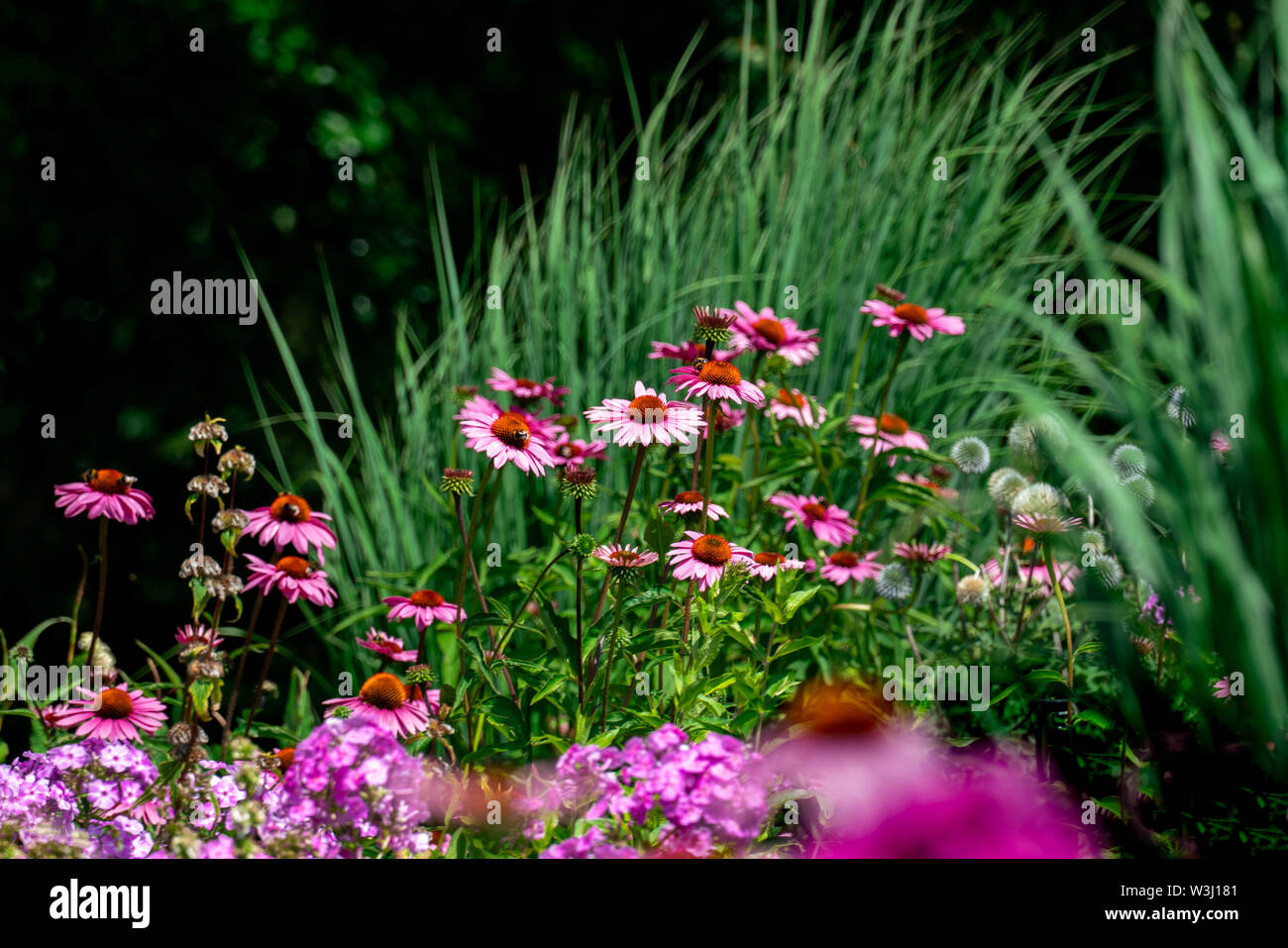 pink and purple phlox and coneflowers with green perennials forming a colourful summer flower bed Stock Photo