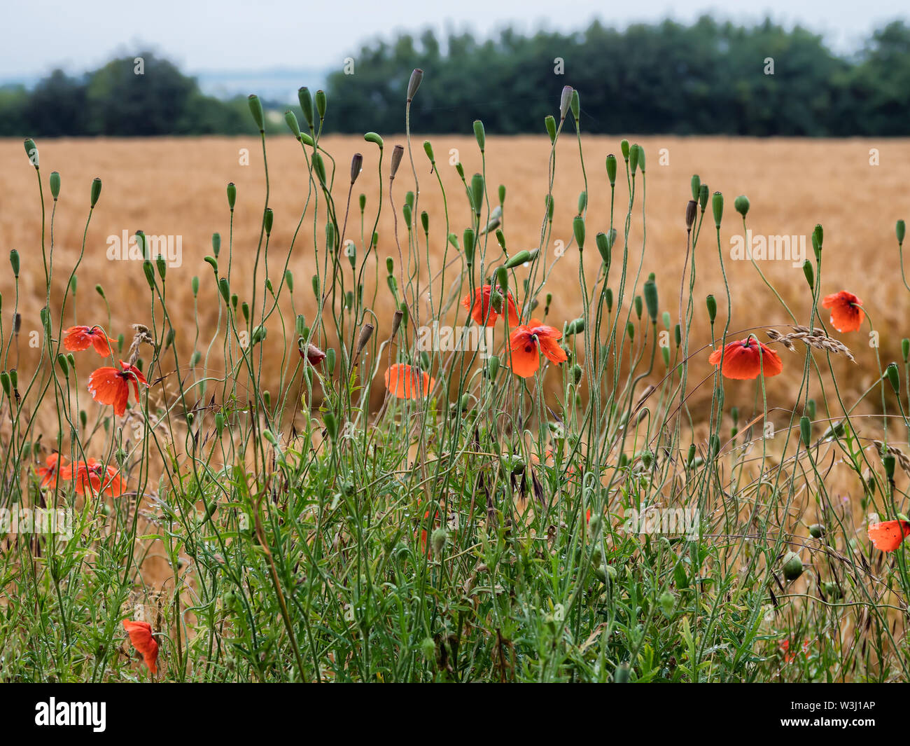 Wild poppies in a field on Lyoe in Denmark Stock Photo